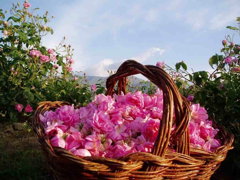 تصویر 4 از گل محمدی تازه چین  مناسب مصرف خانگی و گیاهی